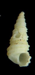 Mathilda cochlaeformis